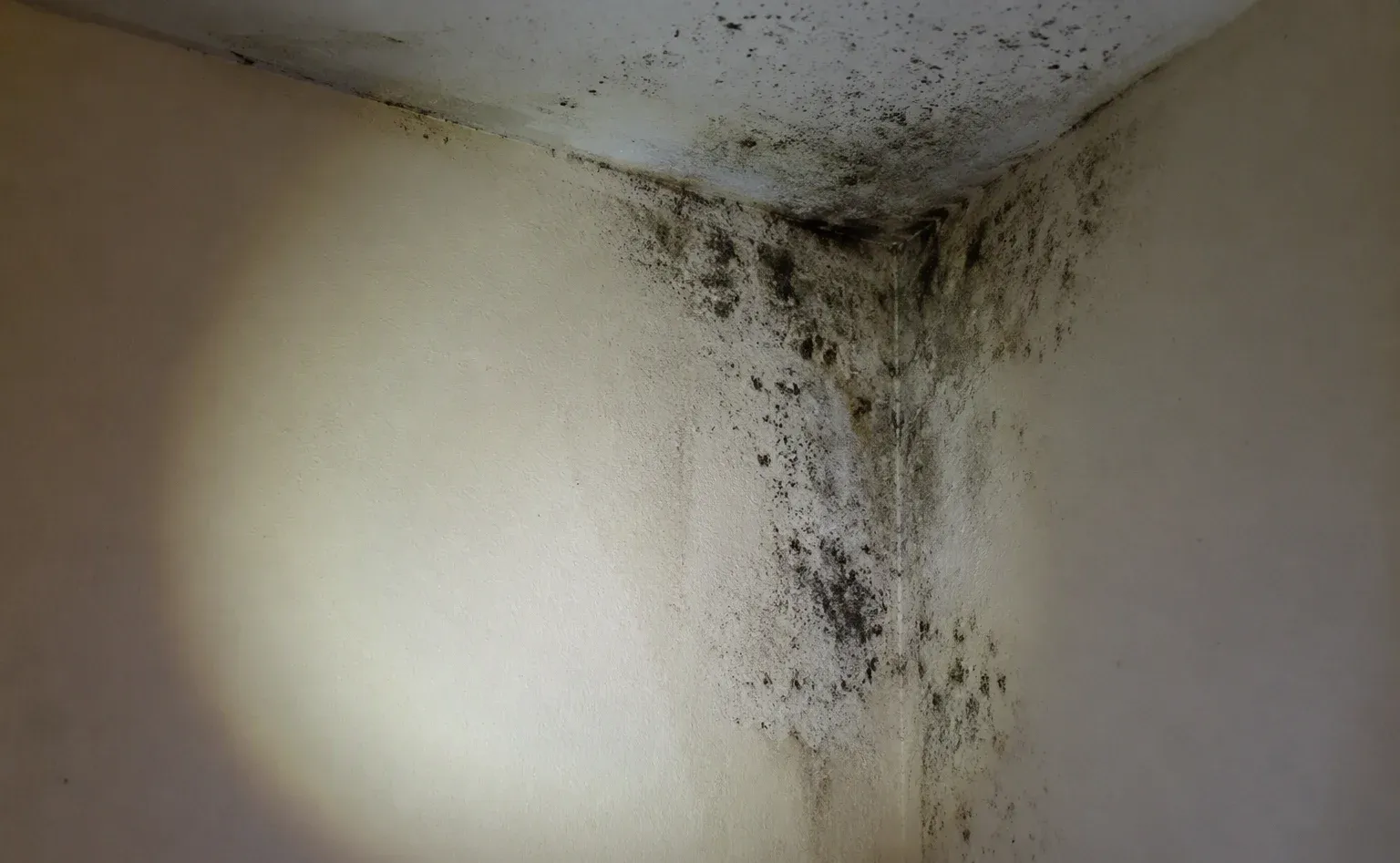 Mold remediation after water damage in a Valdosta kitchen